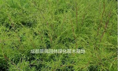 30高千层金价格_千层金价格多少