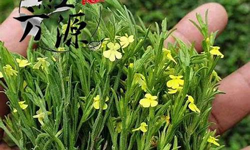 缅甸独脚金和广西独脚金有什么区别的_广西独脚金价格表