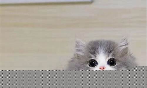 拿破仑纯蓝猫_拿破仑猫蓝金价格