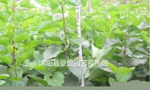 辉县汽油价格哪家低一点_河南省辉县市有几个油厂
